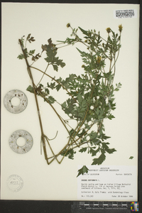 Bidens bipinnata image