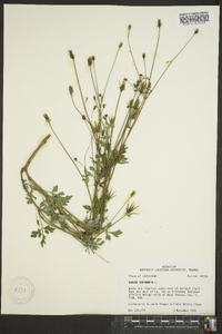 Bidens bipinnata image