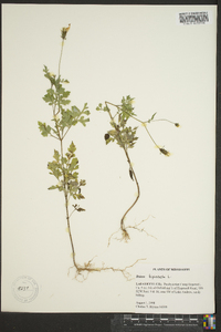 Bidens bipinnata image