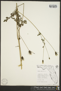 Bidens bipinnata image