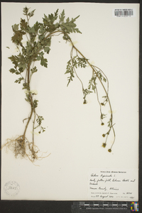 Bidens bipinnata image