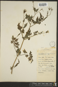 Bidens bipinnata image