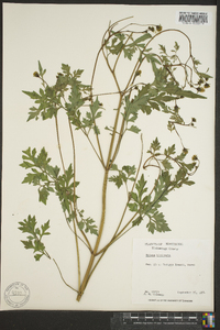 Bidens bipinnata image