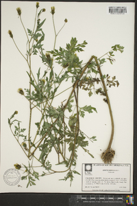 Bidens bipinnata image