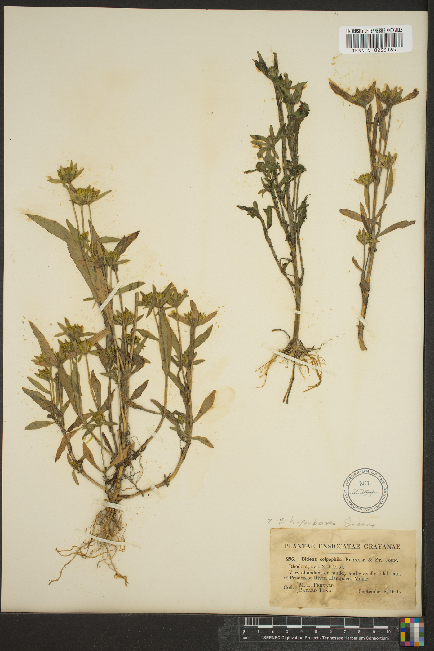 Bidens hyperborea image