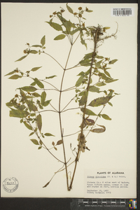 Bidens discoidea image