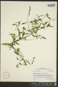 Bidens discoidea image