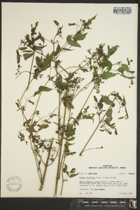 Bidens discoidea image