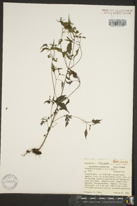 Bidens discoidea image