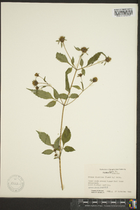 Bidens discoidea image