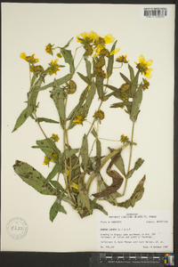 Bidens laevis image