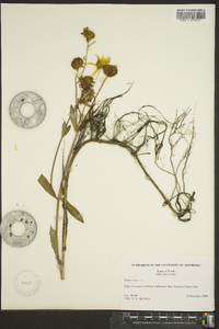 Bidens laevis image