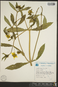 Bidens laevis image