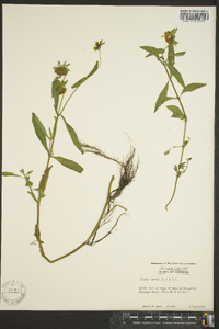 Bidens laevis image