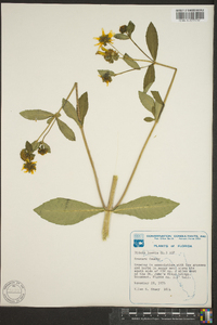 Bidens laevis image