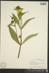 Bidens laevis image