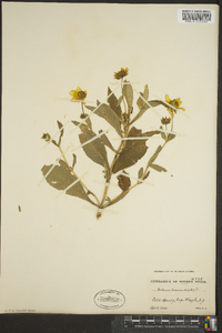 Bidens laevis image