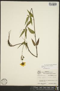 Bidens mitis image