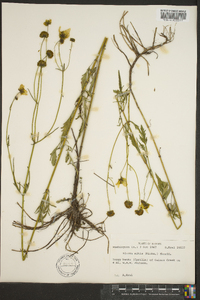 Bidens mitis image