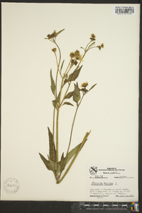 Bidens pilosa image