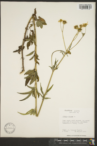 Bidens pilosa image