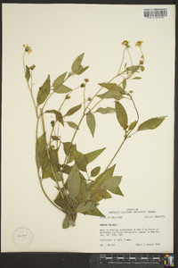 Bidens pilosa image