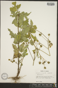 Bidens pilosa image