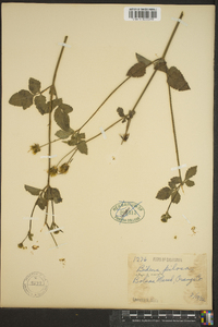 Bidens pilosa image