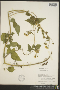 Bidens pilosa image