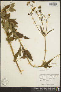 Bidens pilosa image