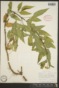 Bidens pilosa image