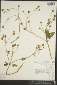 Bidens pilosa image