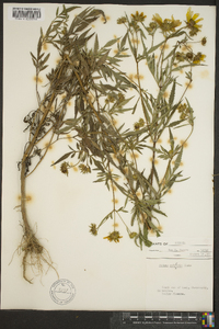 Bidens polylepis image