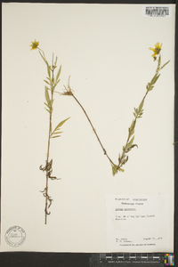 Bidens polylepis image