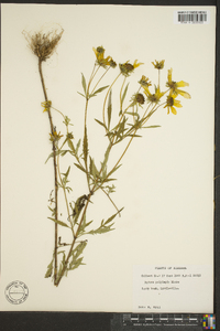 Bidens polylepis image