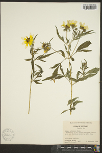 Bidens polylepis image