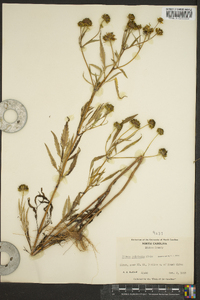 Bidens polylepis image