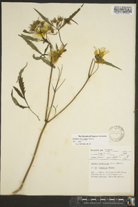 Bidens polylepis image