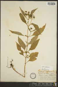 Bidens tripartita image