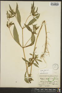 Bidens tripartita image