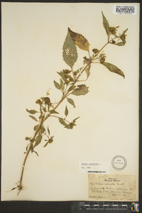 Bidens tripartita image