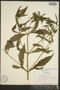 Bidens tripartita image