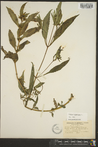 Bidens tripartita image