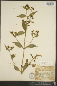 Bidens tripartita image