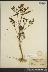 Bidens tripartita image