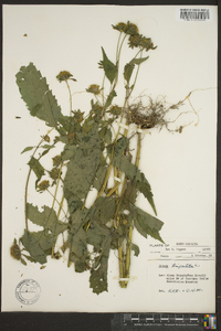 Bidens tripartita image