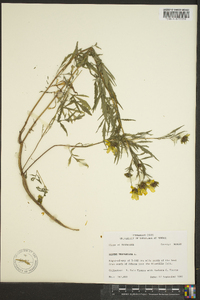 Bidens tripartita image