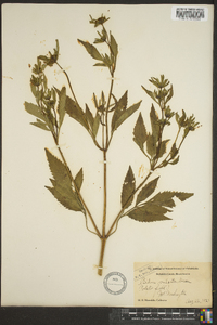 Bidens vulgata image