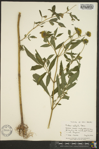 Bidens vulgata image