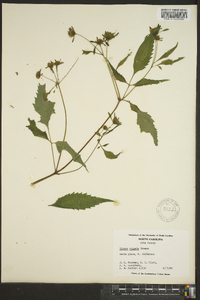 Bidens vulgata image